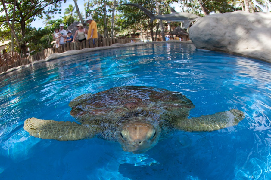 Praia-do-Forte-Bahia-tamar